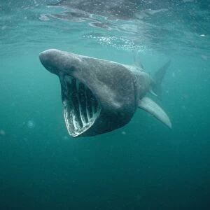Basking Shark Isle of Man