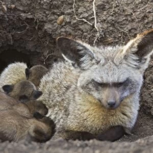 Bat-eared fox - with 14 day old pups at den. Maasai Mara Reserve - Kenya