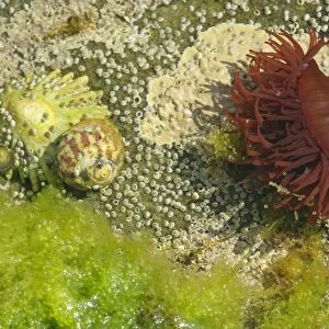 Beadlet Anemone with half opened tentacles together with common limpet, snails, acorn barnacles and algae in rock pool Coast near Elgol, Isle of Skye, Western Highlands, Scotland, UK