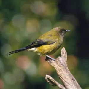 Honeyeaters Collection: New Zealand Bellbird