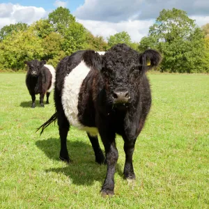 Belted Galloway - two cows in a field used for grazing a wild flower meadow - Wiltshire - England - UK