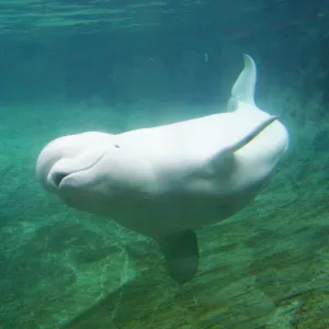 Mammals Pillow Collection: Beluga Whale