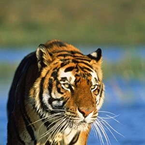Bengal / Indian Tiger - walking in water