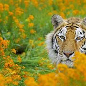 Bengal Tiger - in orange mustard flowers _C3B1618