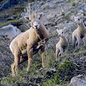 Bighorn Sheep - ewe with lambs (probably only one lamb is hers as bighorn seldom have twins, though frequently one or two ewes will watch over several lambs). Jasper National Park, Rocky Mountains, Alberta, Canada. MS474