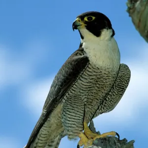 Falcons Collection: Peregrine Falcon