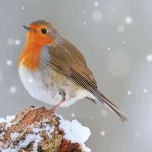 Digital Print of a Falling Snow Robin (Erithacus rubecula) Digital Print of a Falling Snow Robin (Erithacus rubecula)