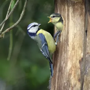 Blue Tit Chick Print