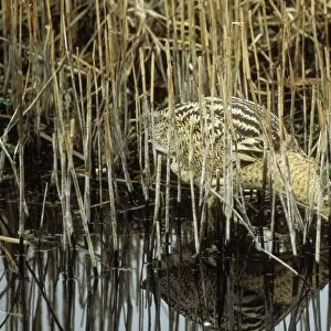 Bittern In water & reeds