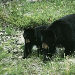 Black Bear JD 5051 Adult & young, Canada. Ursus americanus © John Daniels / ARDEA LONDON