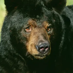 Black Bear TOM 86 Adult male, Minnesota USA. Ursus americanus © Tom & Pat Leeson / ARDEA LONDON