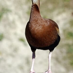 Black-bellied Tree Duck / Black-bellied Whistling Duck - southern USA central and northern South America