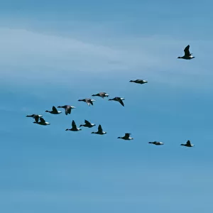 Black Brant Goose FG 2342 ‘V formation flock Branta nigricans © Francois Gohier / ARDEA LONDON