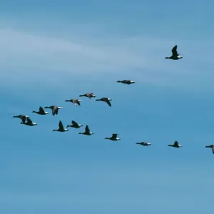 Waterfowl Photographic Print Collection: Geese