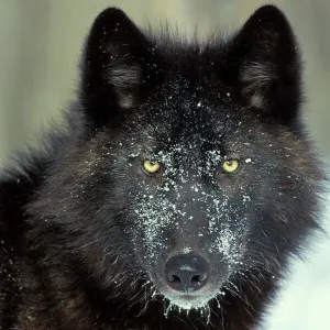 Black Gray Wolf - With snowy face. Minnesota, North America