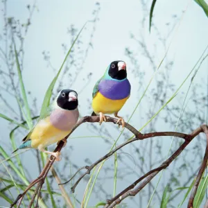 Passerines Metal Print Collection: Waxbills