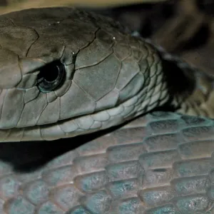 Black-Headed Snake