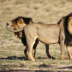 Black-maned Lion 2 Male, Kalahari National Park, South Africa