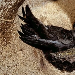 Swifts Framed Print Collection: Black Nest Swiftlet