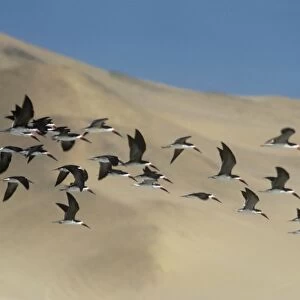 Black Skimmer - flock in flight above the sand dunes of Peru  