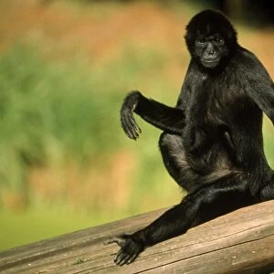 Black Spider Monkey - male sunbathing