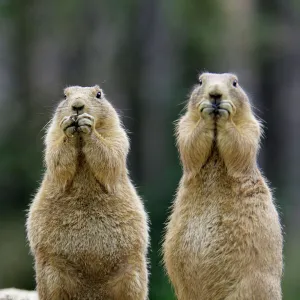 Mammals Framed Print Collection: Prairie Dog