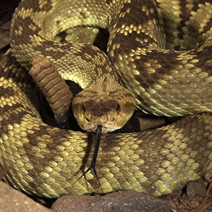 Black-tailed Rattlesnake - smelling or tasting the air with its tongue - Chiricahua Mountains - Arizona - USA - Distribution: Texas -New Mexico and Arizona into central Mexico