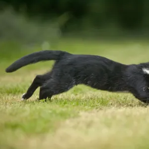 Black and White Cat - running