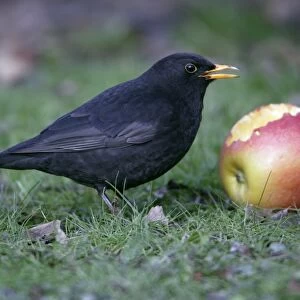 Blackbird - Male eating apple in garden, late winter. Lower Saxony, Germany