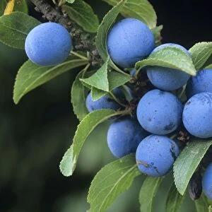 Blackthorn / Sloe Berries
