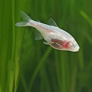 Blind cave tetra – side view, tropical freshwater Central America 002843