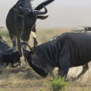 Blue / Common Wildebeest - bulls fighting - Masai Mara Conservancy - Kenya