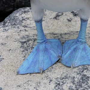 Blue Footed Booby