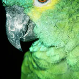 Blue Fronted Amazon Parrot South America