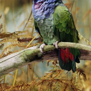 Blue-headed Pionus Parrot