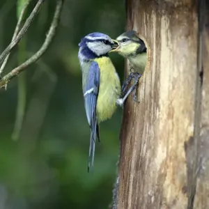 Blue Tit Chick Print, Nestbox Entrance Scene
