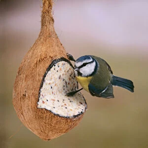 Blue Tit - on coconut filled with nut mixture