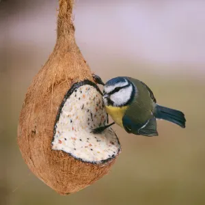True Tits Collection: Blue Tit