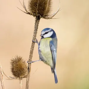 Blue Tit Perched on Teasel Print