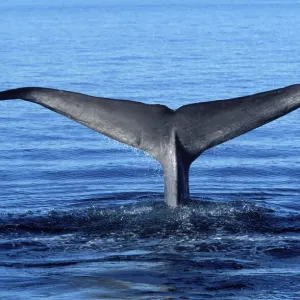 Blue whale - tail flukes Photographed in the Gulf of California (Sea of Cortez), Mexico