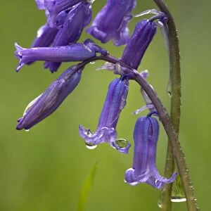 Bluebell flowers
