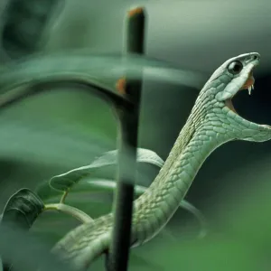 Snakes Mounted Art Print Collection: Boomslang