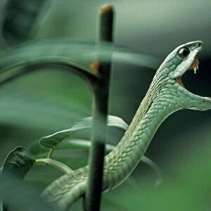 Snakes Collection: Boomslang