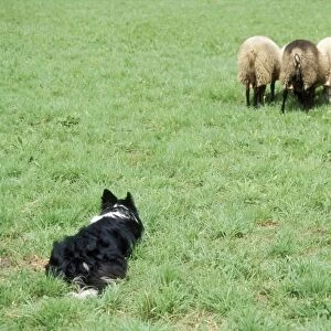 Border Collie Dog Working sheepdog with sheep