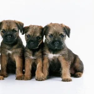 Border Terrier Dog - puppies