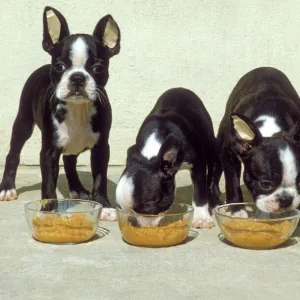 Boston Terrier Dog - 4 Puppies eating from dog bowls