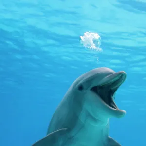 Bottlenose dolphin - blowing air bubbles underwater with mouth open