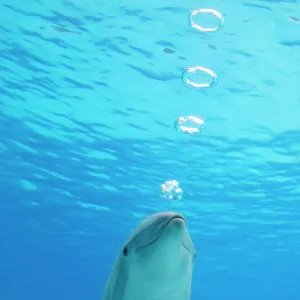 Bottlenose dolphin - blowing air rings underwater