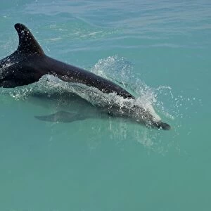 Southern Bottlenose Whale