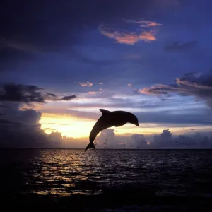 Bottlenose dolphin Carribean: Roatan Island, Honduras